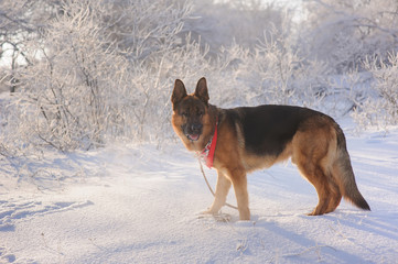 German Shepherd with toy in winter