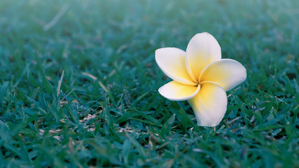 Fototapeta na wymiar Frangipani Flowers on green grass floor. - Stock Image 