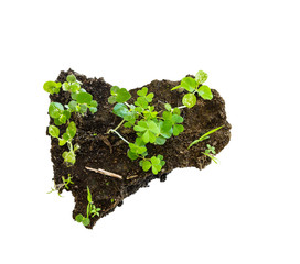 growth plant on mini soli white isolated