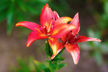 Beautiful red lily flowers on green leaves background. Shallow depth of field. Selective focus.