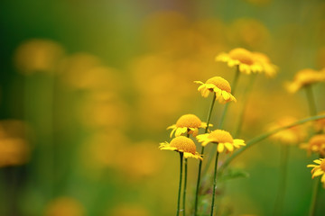 Small yellow spring flowers. Soft focus effect. Shallow depth of field. Selective focus.