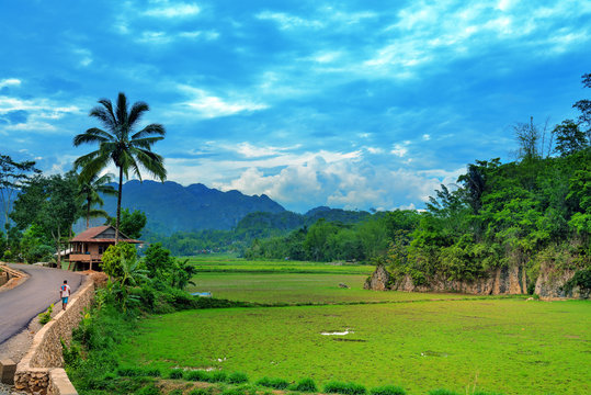 Green Rice Field  In Tana Toraja