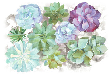 watercolor flowers succulents - 102575650