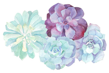 watercolor flowers succulents - 102575658