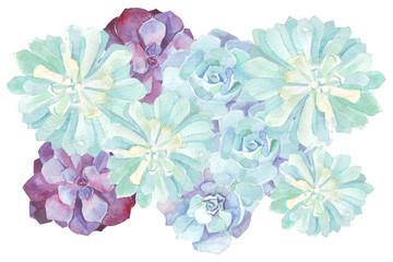 watercolor flowers succulents - 102575662