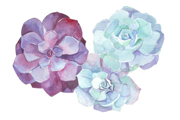 watercolor flowers succulents