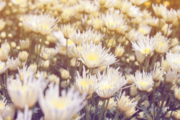 Naklejka na ściany i meble White chrysanthemum in garden pastel color tone style