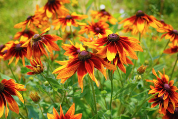 Bright golden yellow flowers of Echinacea in a garden. Sunny summer day. Shallow depth of field. Selective focus.