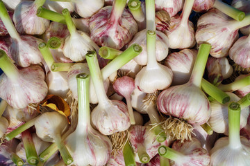 Close-up of fresh cut fresh garlic cloves. Garlic harvest from the garden.