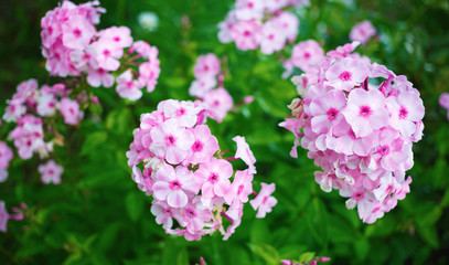 Pink phlox flowers. Phlox paniculata. Flowering herbaceous plants. Blooming phlox paniculata in the garden. Shallow depth of field. Selective focus.