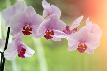 Fototapeta na wymiar Fresh pretty orchidea