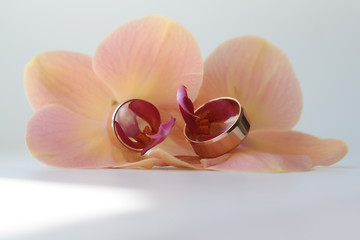 Two pretty rings in flower