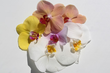 Splendid exotic orchids flower