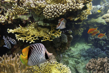 Underwater shoot of vivid coral reef with a fishes