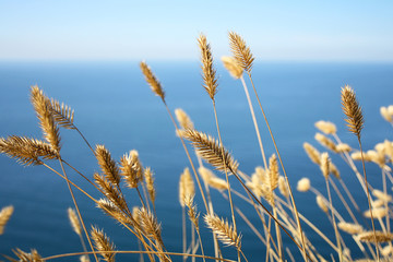 Yellow dried grass on sea background