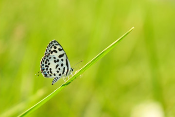 Common Pierrot Butterfly in the park.
