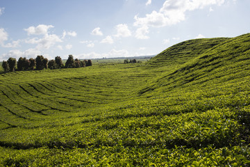 Plantaciones de te en el Valle de Kerinci, Sumatra, Indonesia. 