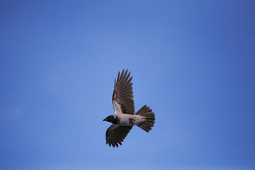 crow flies against the blue sky