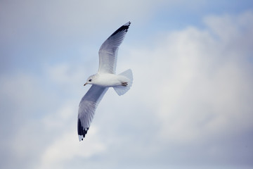 seagull flying in the sky