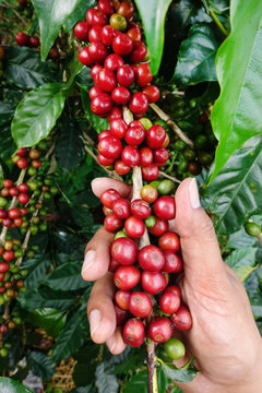 Close up of red berries coffee beans on agriculturist hand