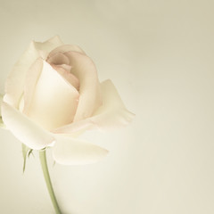 Fototapeta premium sweet roses in soft color and vintage style 