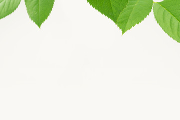 green leaves on white background for natural concept
