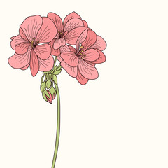 Pink geranium flower drawing