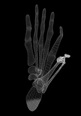 Naklejka premium Human leg skeleton