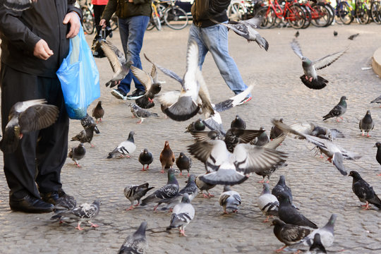 Tierfreunde füttern Tauben in der Stadt. 