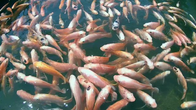 A large school of fish Mozambique tilapia (Oreochromis mossambicus) in a river, Hikkaduwa, Sri Lanka, South Asia
