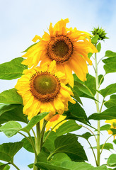 Beautiful yellow sunflowers against sky background in summer day