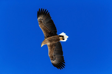 white-tailed eagle, Haliaeetus albicilla, bird on thy dark blue sky