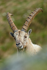 Detail portrait of antler Alpine Ibex, Capra ibex, with rocks in background, National Park Gran Paradiso, Italy