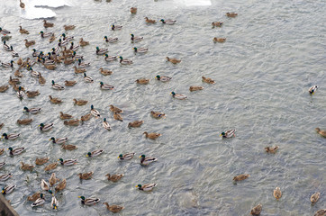 City ducks on the river in winter