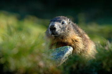 Marmot, Marmota marmota, Cute animal sitting in the grass with stone, nature rock habitat,  Alp, Italy