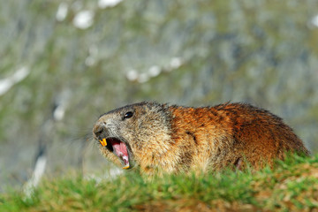 Cute animal Marmot, Marmota marmota, sitting in the grass wit open , nature rock habitat, Alp, France,