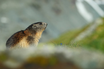 Cute animal Marmot, Marmota marmota, sitting in the grass with nature rock mountain habitat, Alp, Austria