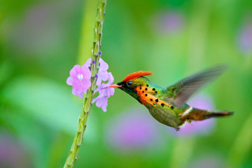 Tufted Coquette, colourful hummingbird with orange crest and collar in the green and violet flower habitat, flying next to beautiful pink flower, action scene, Trinidad
