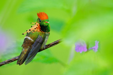 Tufted Coquette, colorful hummingbird with orange crest and collar in the green and violet flower...