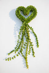 Obraz premium Heart-shaped plant named Million Hearts (Dischidia ruscifolia)