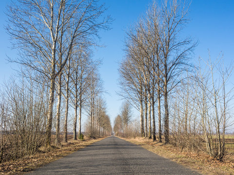 Pusta asfaltowa prosta droga z drzewami na poboczu w piękny pogodny słoneczny  dzień