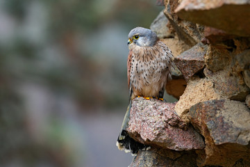 Common Kestrel, Falco tinnunculus, little birds of prey sitting on the stone wall in the old castle, Germany