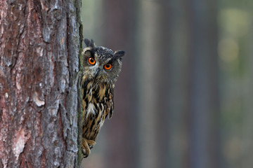 Eurasian Eagle Owl, Bubo bubo, hidden of tree trunk in the winter forest, portrait with big orange eyes, bird in the nature habitat, Norway