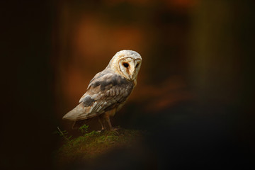 Barn owl sitting on stone in dark forest