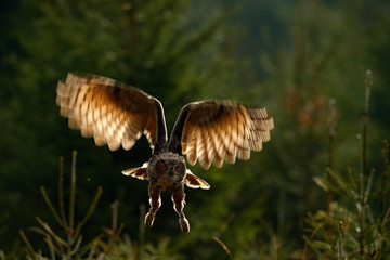 Flying Eurasian Eagle Owl with open wings in forest habitat, photo with back light