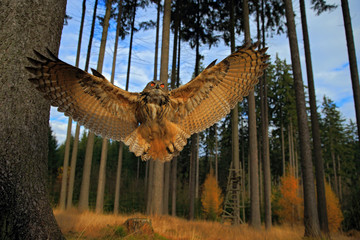 Obraz premium Flying Eurasian Eagle Owl with open wings in forest habitat, wide angle lens photo