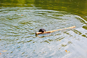 Dog breed labrador swims on the lake with a stick in his mouth