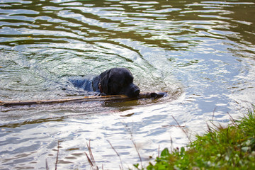 Dog breed labrador swims on the lake with a stick in his mouth