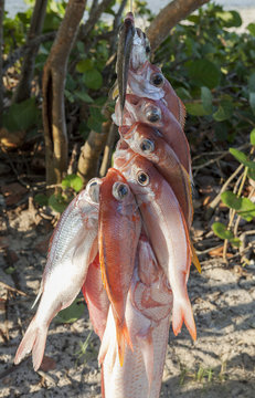 Retour de p&ecirc;che &agrave; Zapata