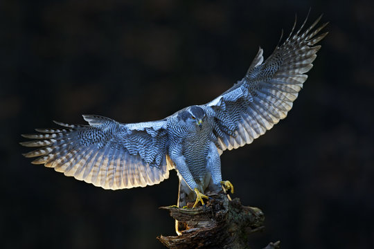 Goshawk, flying bird of prey with open wings with evening sun backlight, nature forest habitat in the background, landing on tree trunk, Norway